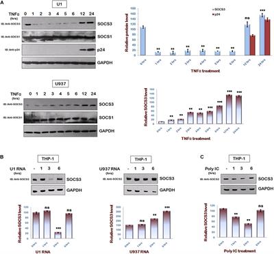Suppressor of Cytokine Signaling 3 (SOCS3) Degrades p65 and Regulate HIV-1 Replication